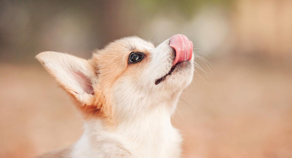 Know Reason Behind When Dog Licks the Air